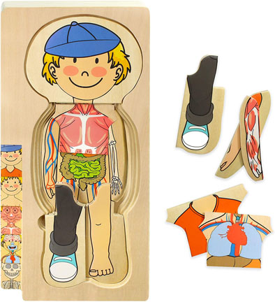 Wooden Human Anatomy Puzzle for Preschool Boy